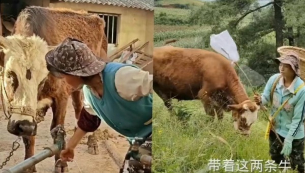 小英家的牛含义介绍