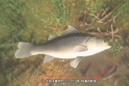 古剑奇谭3鲈鱼怎么获得