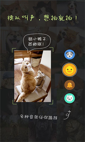 萌宠相机安卓版